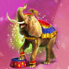 elephant - circus