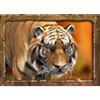 tiger - jungle spirit: call of the wild