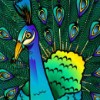 peacock - adventure palace