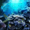 seabed with corals - ariana
