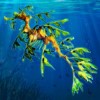 seaweed - ariana