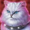 persian cat - pretty kitty