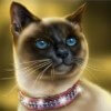 siamese cat - pretty kitty