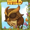 owl - spring wild - seasons